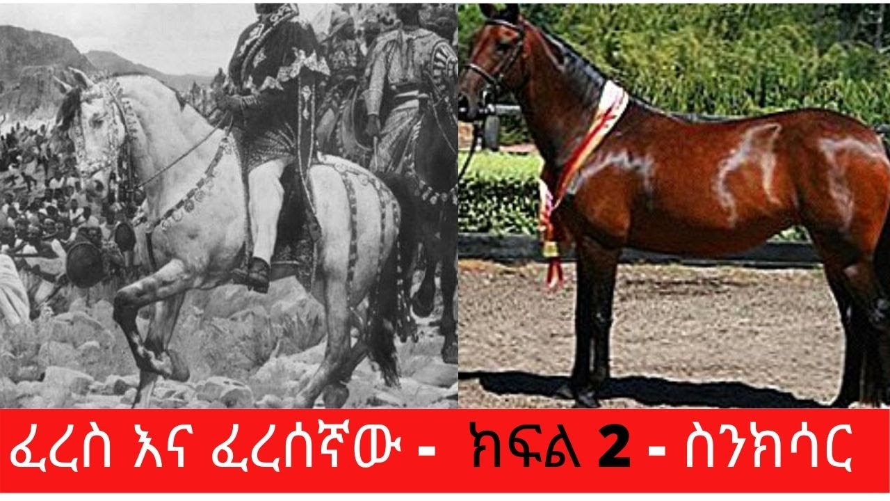 Ethiopia Sheger FM- Sinkisar - Documentary - ፈረስ እና ፈረሰኛው - ክፍል 2 - ስንክሳር