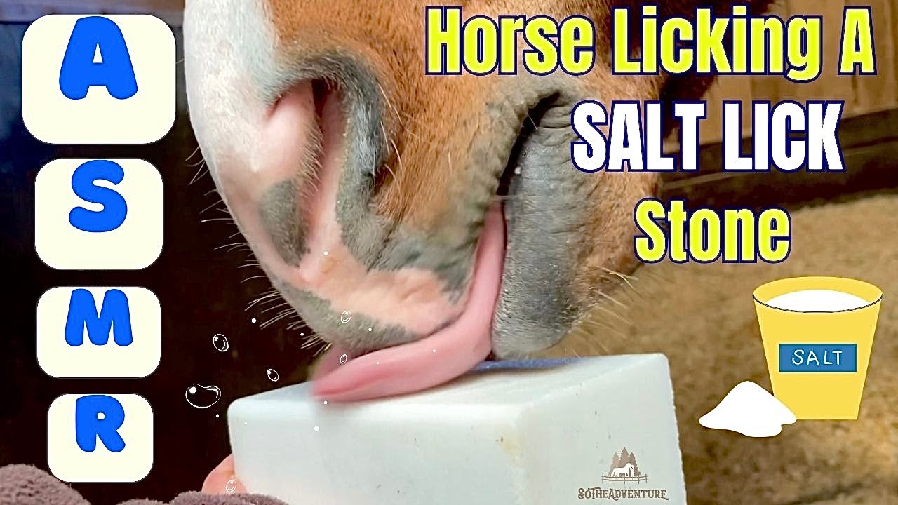 Horse LICKING A SALT Block ASMR / Strangely Relaxing & Satisfying Horse Sounds🐎