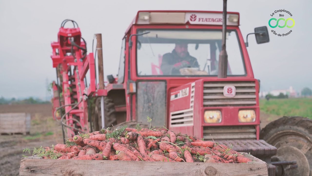 La carotte de la Coopérative Bio d'Ile-de-France, du champ à l'assiette