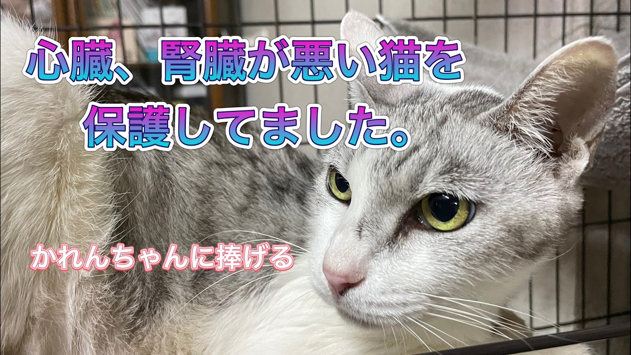 心臓、腎臓が悪い猫を保護してました