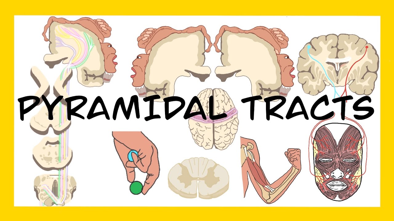 Pyramidal Pathway I Corticospinal Tract, Corticobulbar Tract And Voluntary Movement
