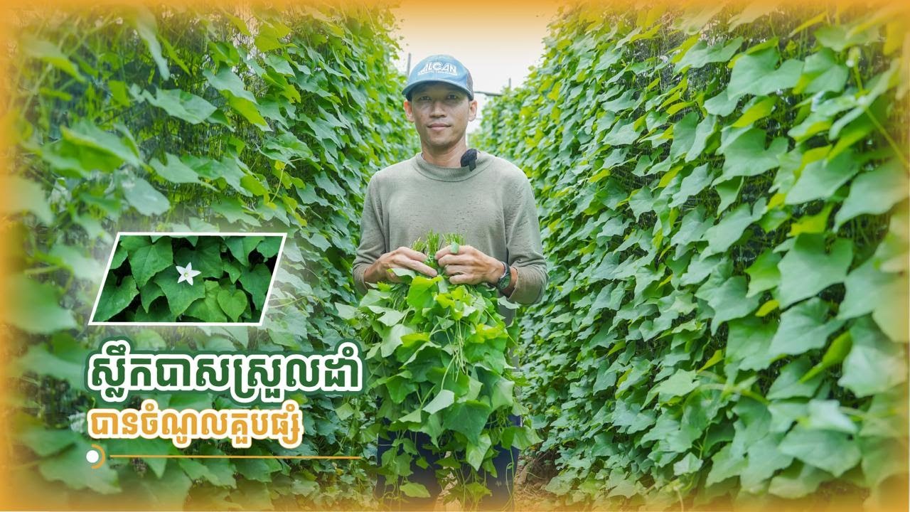ស្លឹកបាស ស្រួលដាំ បានចំណូលគួបផ្សំ
