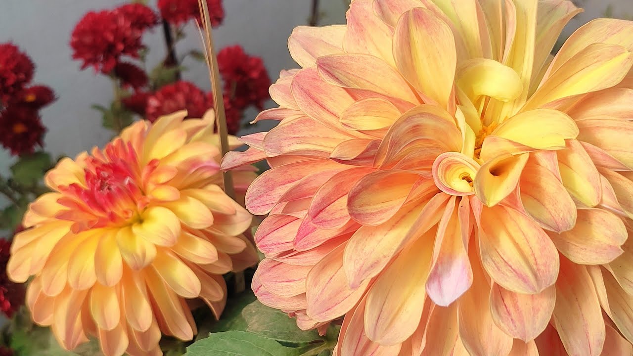 मेरी सुंदर सी बगिया #desigardening #flowers #fypシ #viralvideos 