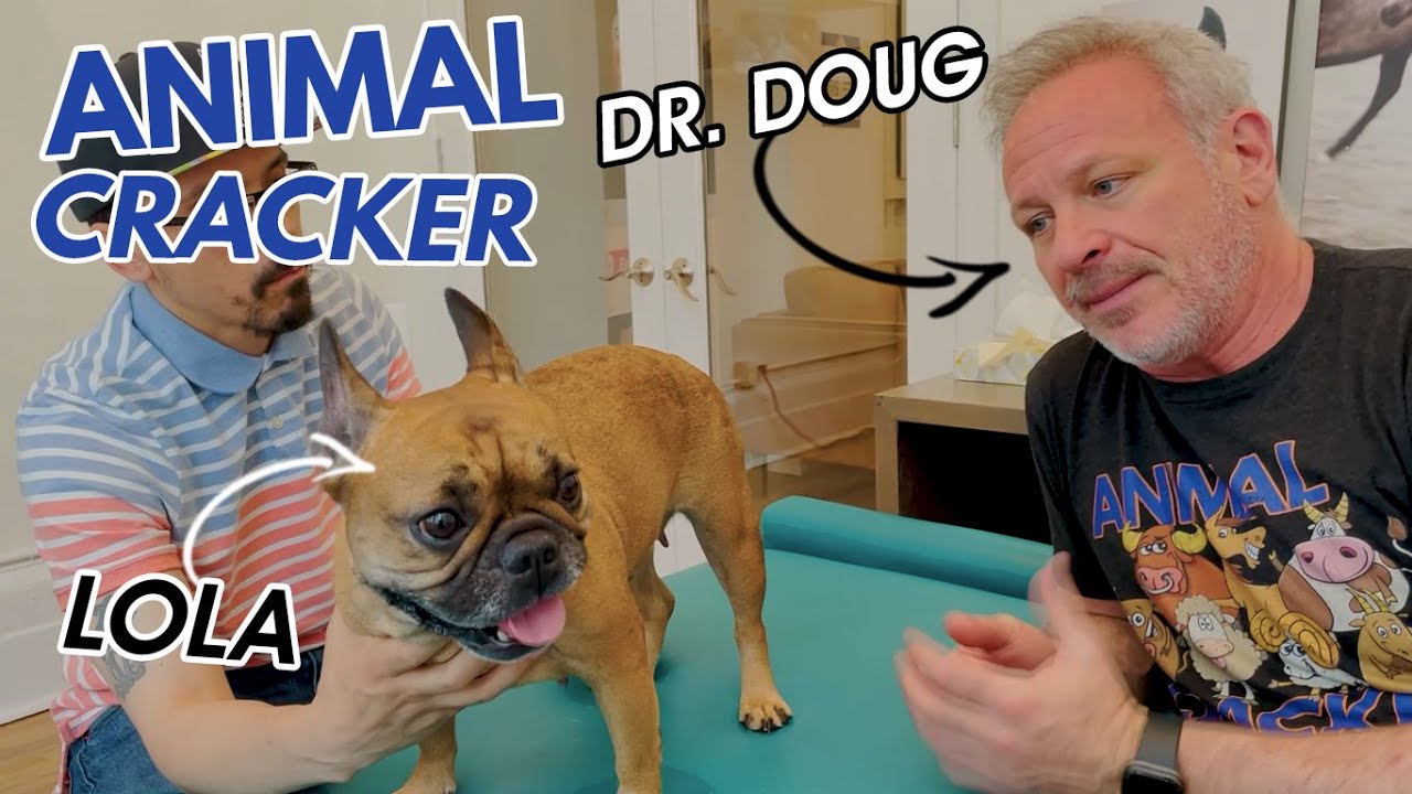 COMPLETELY LAME DOG RUNS AGAIN 🐾 NO IVDD SURGERY NEEDED!