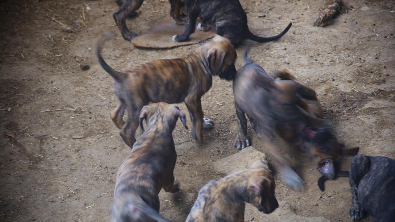 Discover the Gentle and Harmonious Character of Alano Espanol Puppies through their Morning  Play