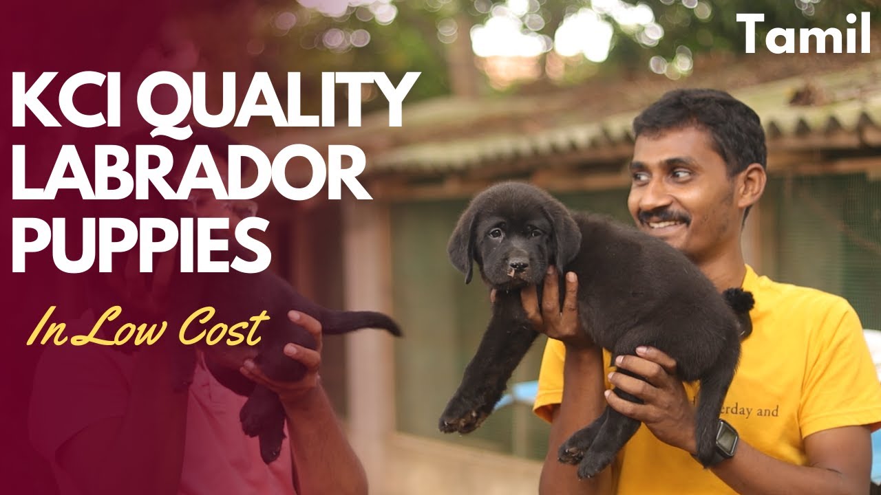 KCI Quality Labrador Puppies in sale