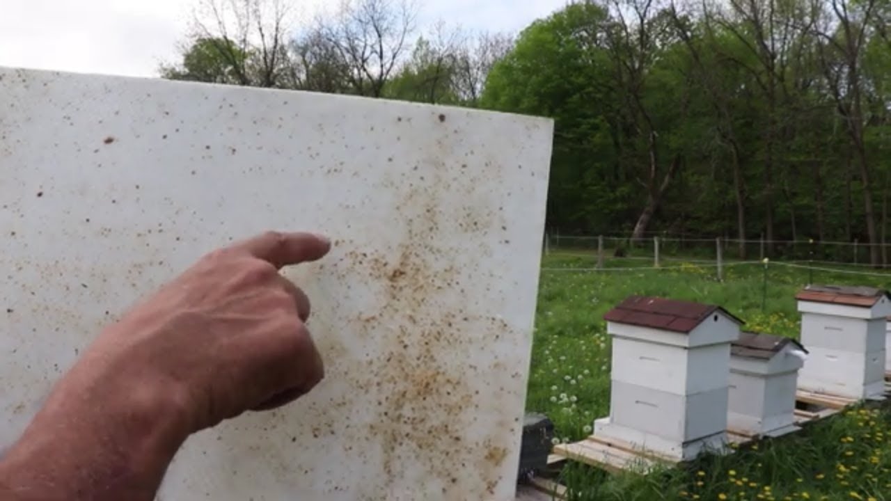 Looking For Mites after Treating With Oxalic Acid ( May 2021 )