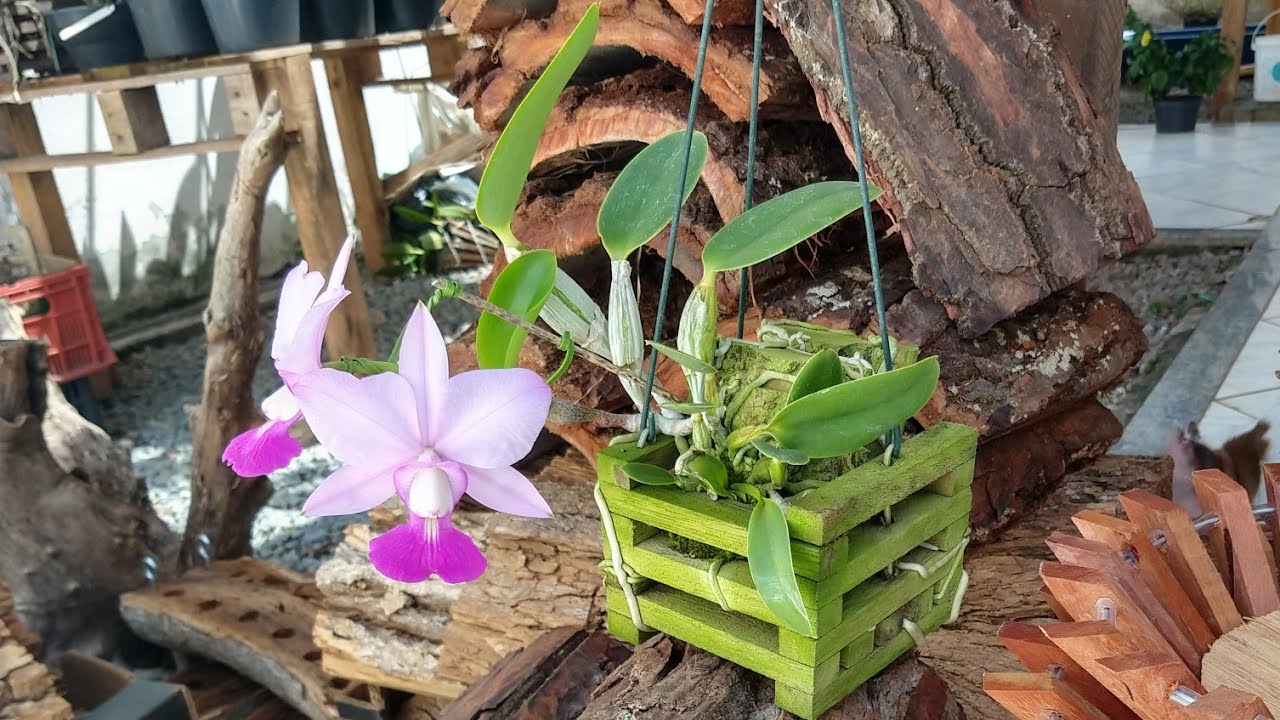 ORQUÍDEAS FLORIDAS E MADEIRAS PARA CULTIVO