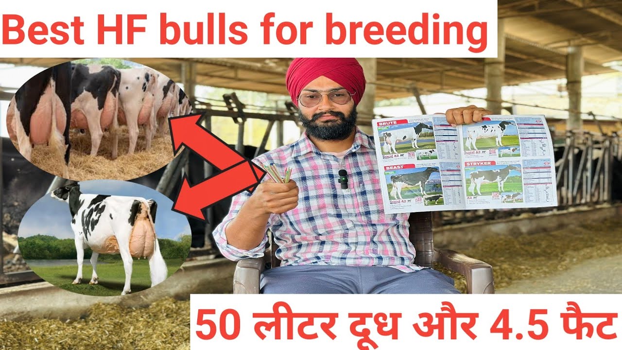Top semen for hf cow । Breed improvement। High milk and fat । Profit from dairy Business।