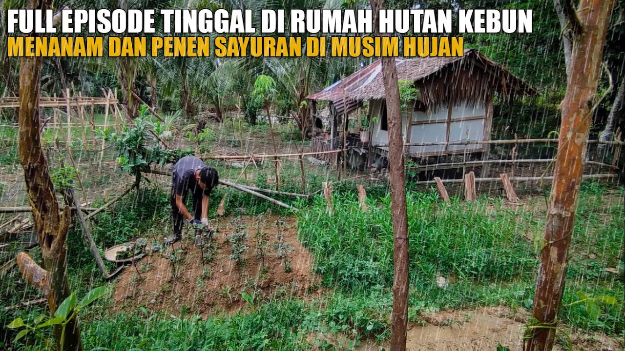 FULL EPISODE TINGGAL DI RUMAH HUTAN KEBUN BERTANI MENANAM DAN PANEN SAYURAN DI MUSIM HUJAN EP. 93