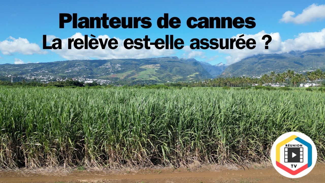 Planteurs de cannes - La relève est elle assurée ?