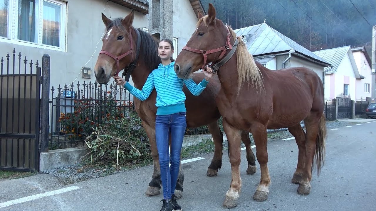 Caii Ana-Mariei de la Rodna, Bistrita - 2018