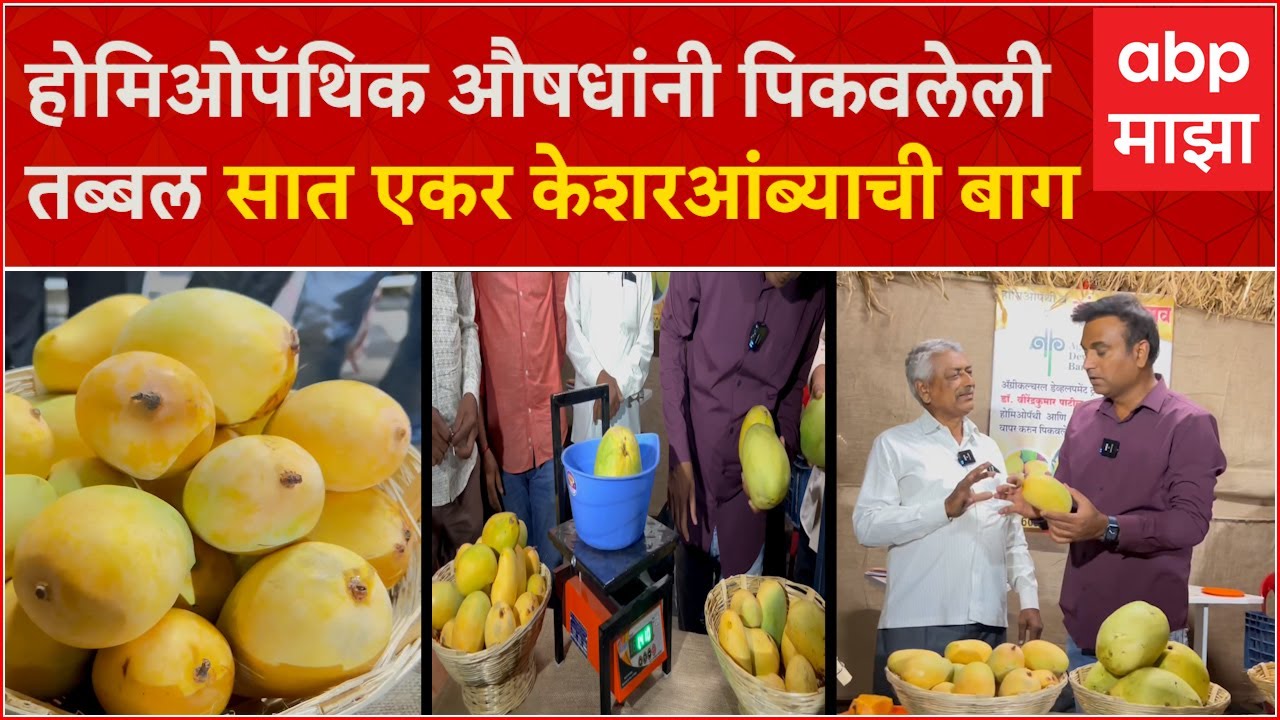 Organic Mangoes : होमिओपॅथिक औषधं आणि सेंद्रिय पद्धतीने पिकवलेला तब्बल अडीच किलोचे आंबे