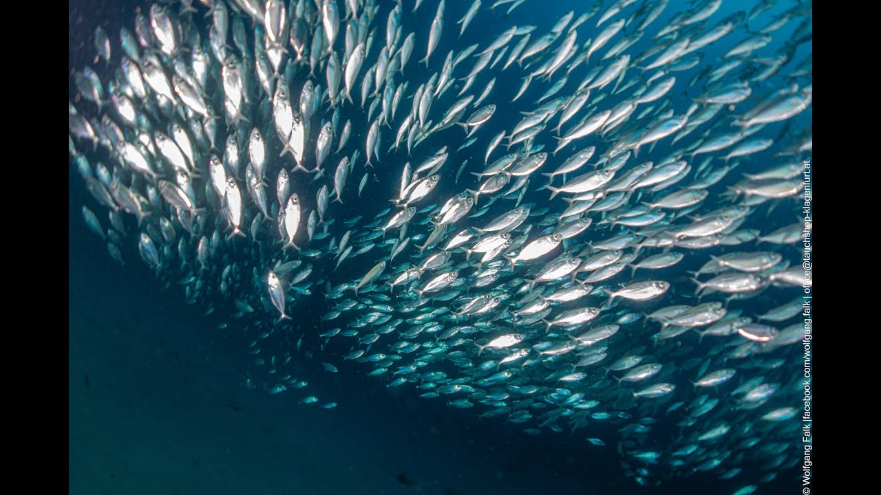 Life, live and dive in Curacao