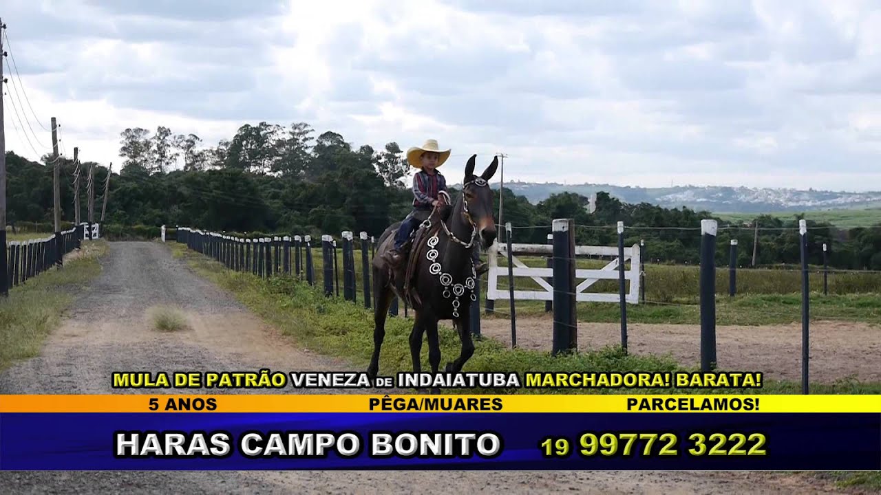 TV COUNTRY - HARAS CAMPO BONITO - MUARES