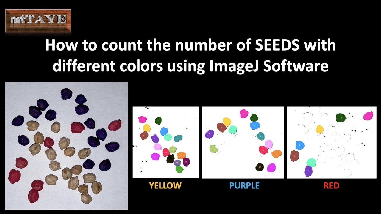 How to count the number of SEEDS with different colors using ImageJ Software
