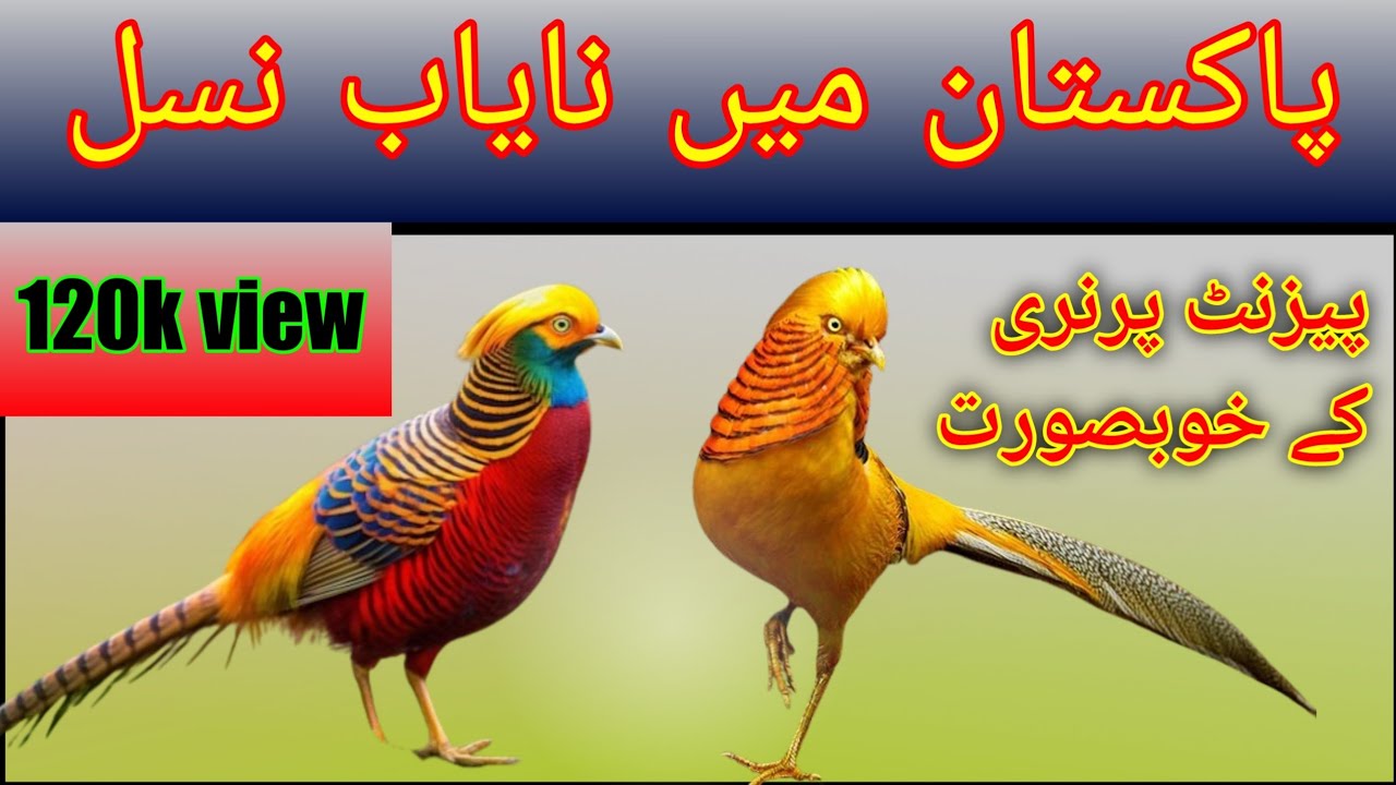 pheasant bird price in india || pheasant for sale in india || pheasant bird in india ||