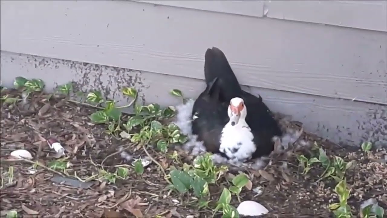 How Long Does it Take for Mother Duck HEN to Lay on Eggs to Brood Baby Ducklings (Incubation Time)