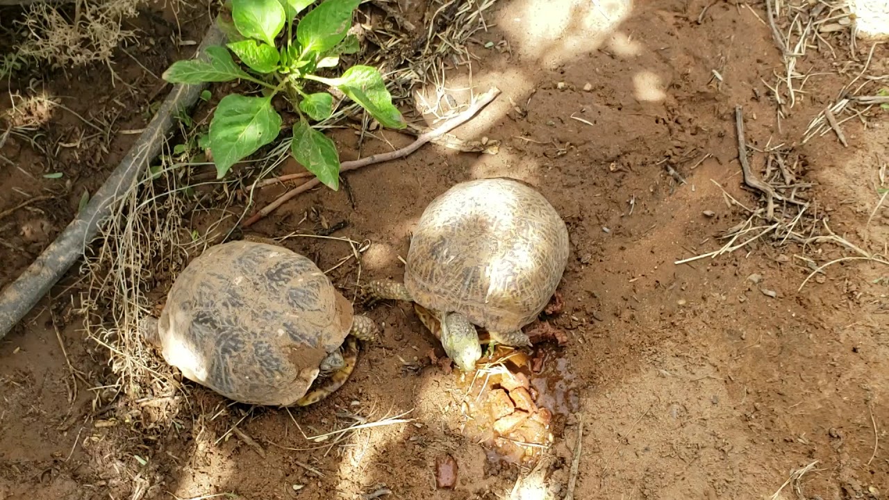 First baby Desert Box Turtle of the year