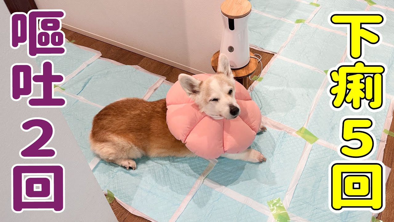 今年も来てしまったのでペットシーツ養生しました...！