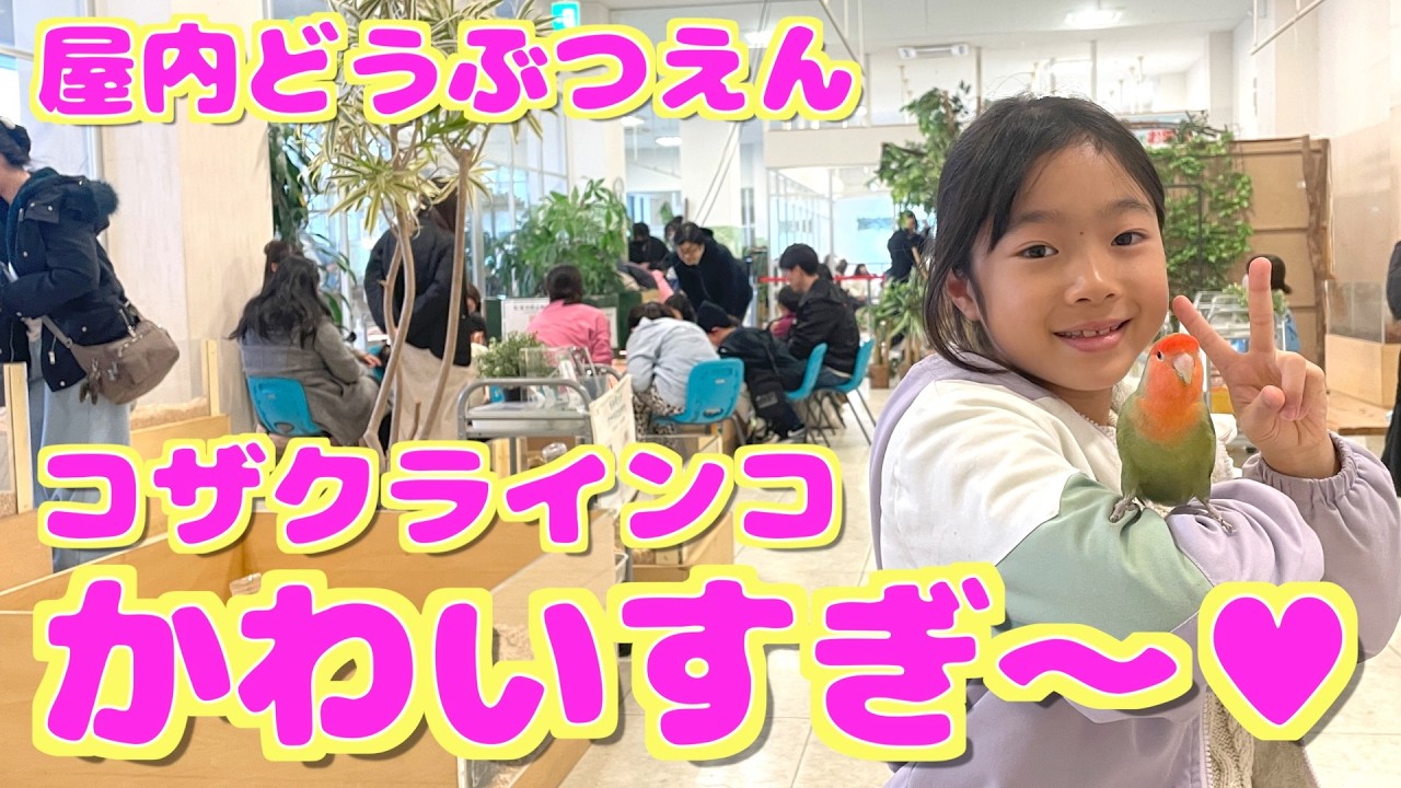 コザクラインコかわいすぎ♡🐤屋内動物園『moff印西牧の原店』ひよこ、オカメインコ、うさぎ、チンチラ、なまけもの、フクロウ、ペンギン、リャマ、ガチョウ、アオダイショウ、ハリネズミ、ミミズクなどなど充実