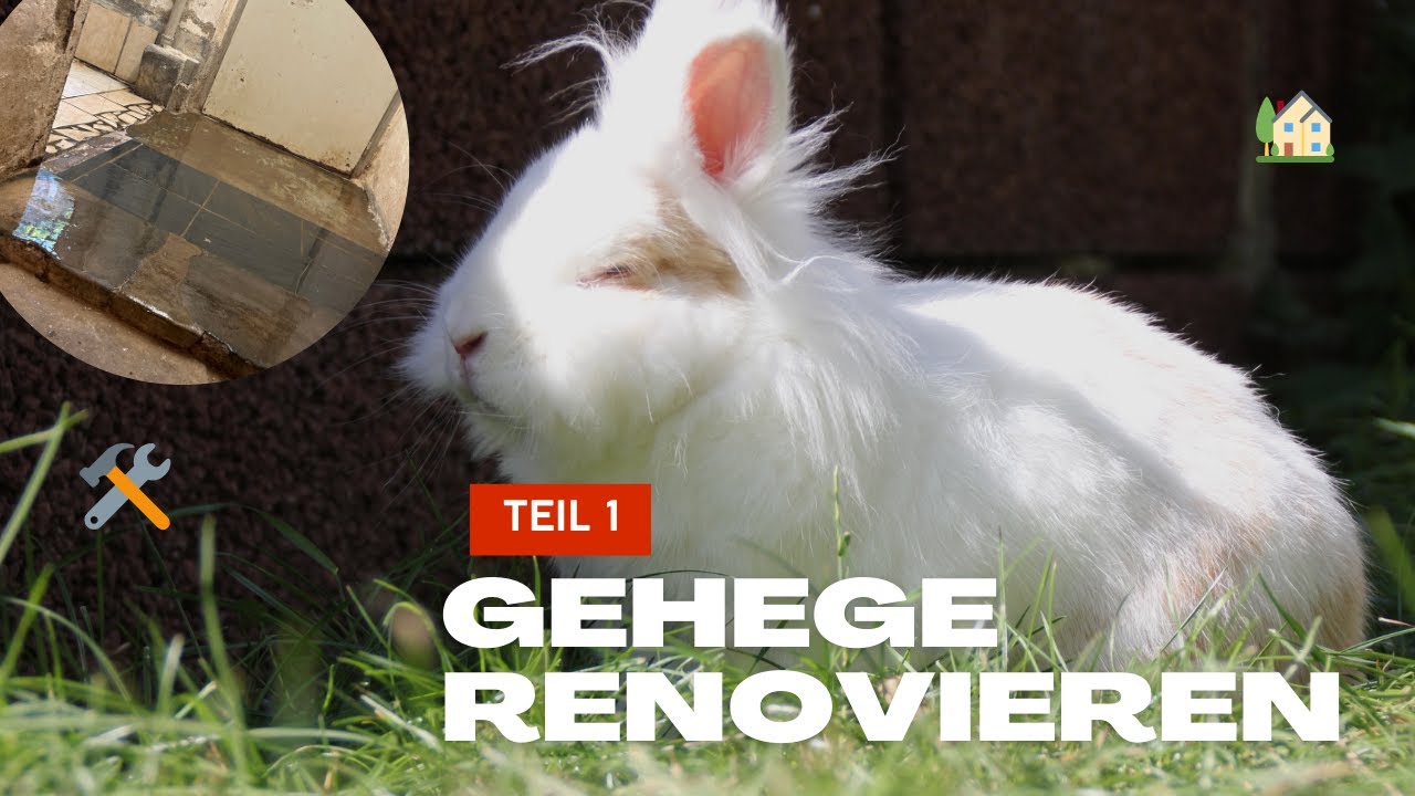 Der große Gehege-Umbau🛠️ Kaninchengehege renovieren - Teil 1🏡