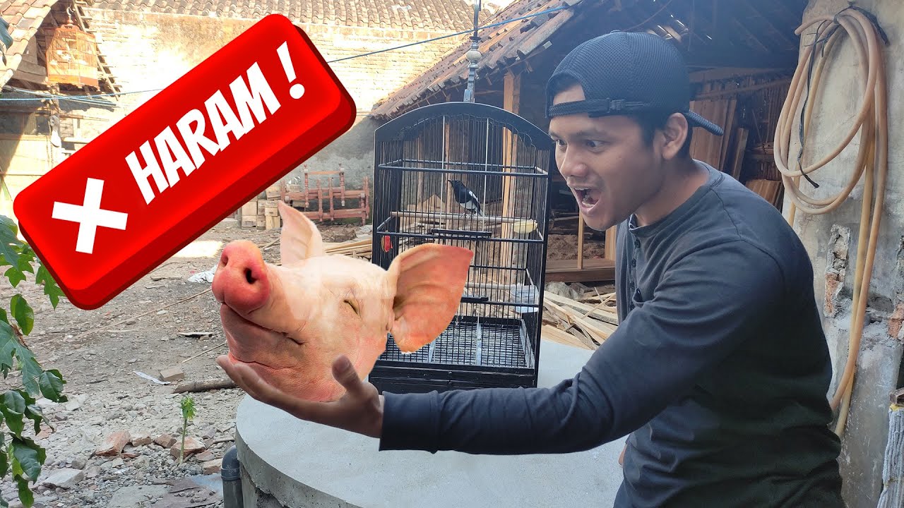 MAKANAN HARAM KACER TIPE PANAS !!!