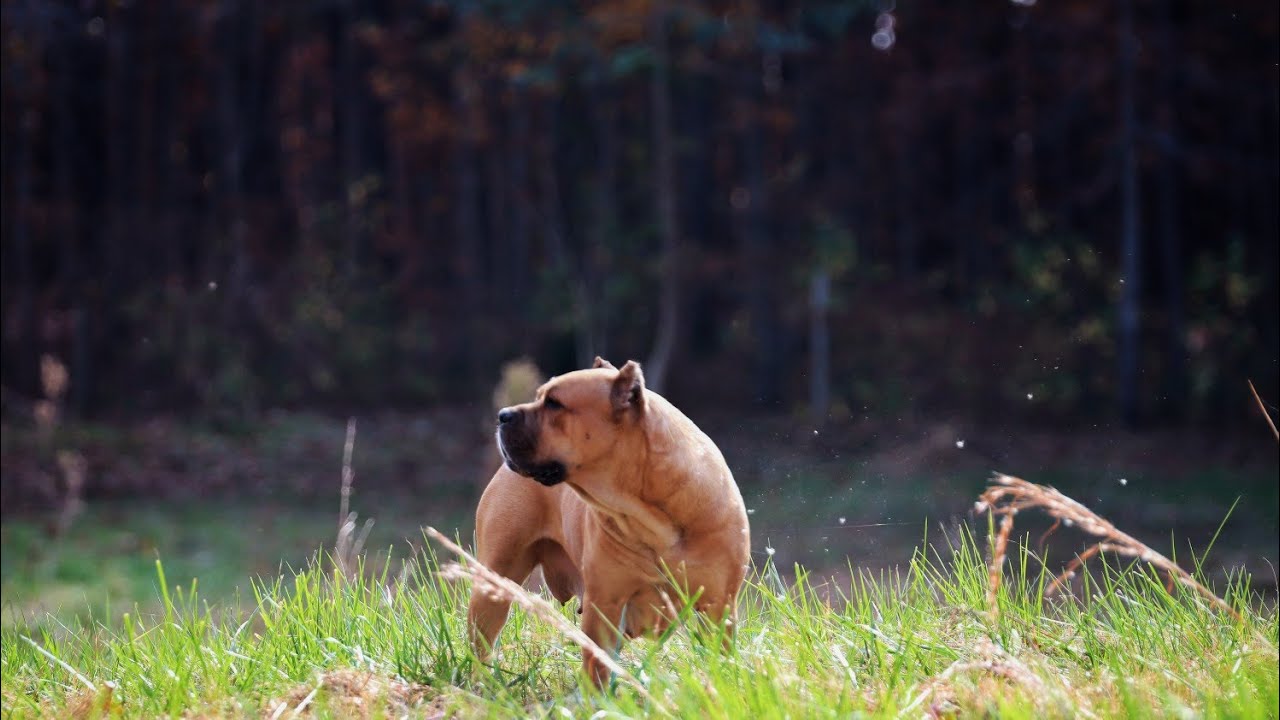 Introducing Cane Corso puppies to the Pack for the 1st time.