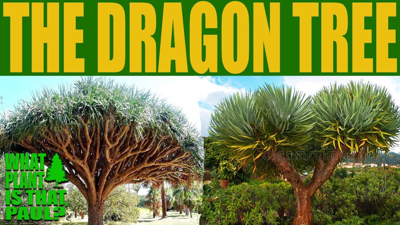 The Dragon Tree - Dracaena draco is an attractive and an interesting succulent tree.