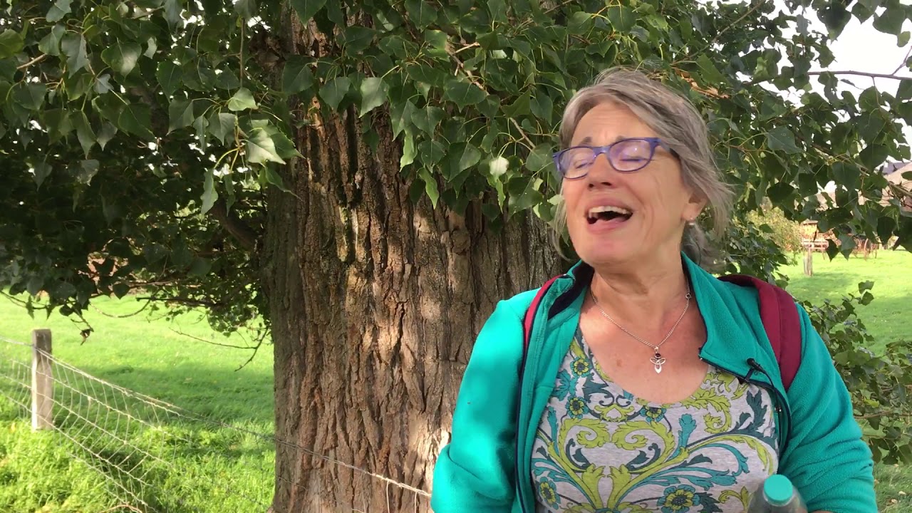Marrigje Scheurwater over de Zwarte Populier in Opijnen
