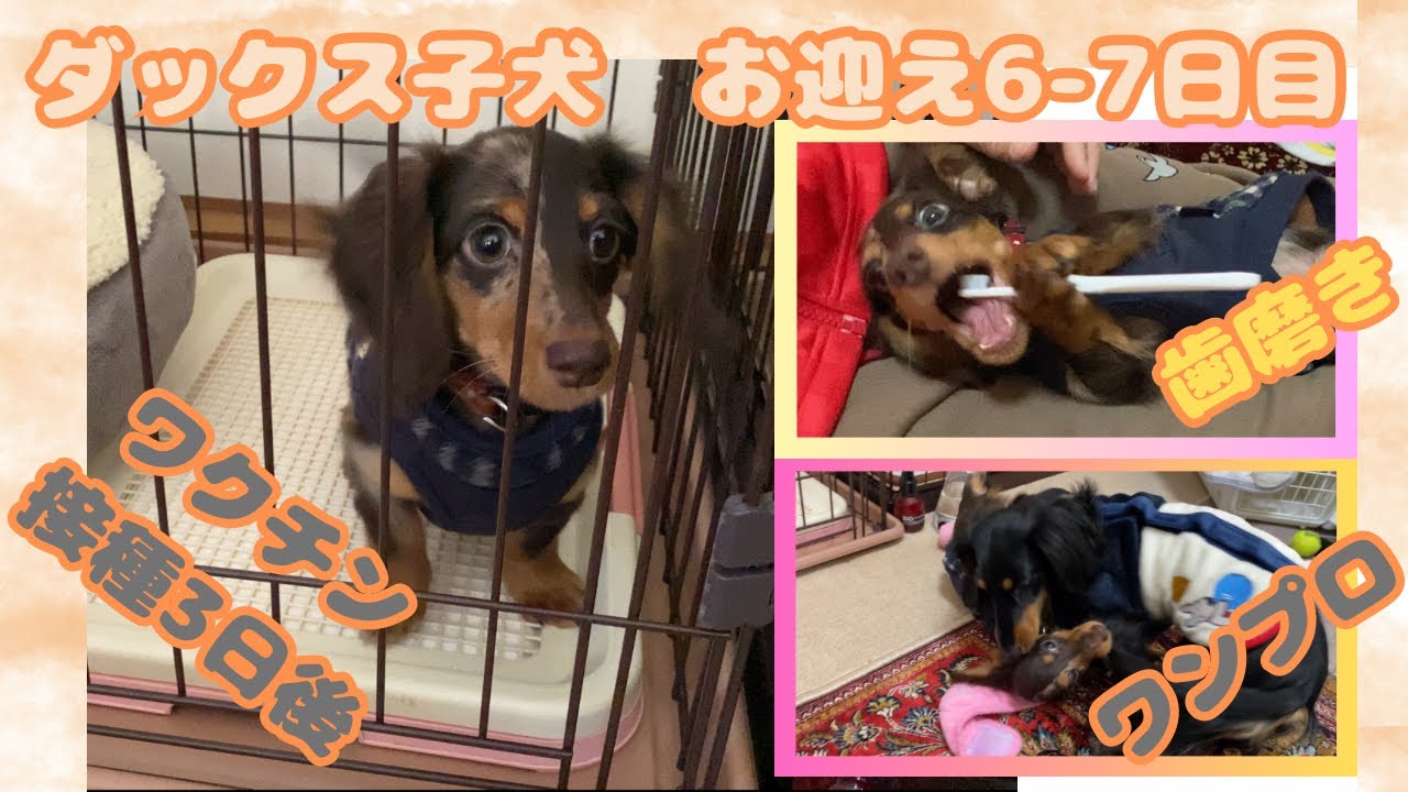 【エトワとステラ】ダックス子犬　お迎え６日目、７日目の様子　ご飯、歯磨き、ワンプロ