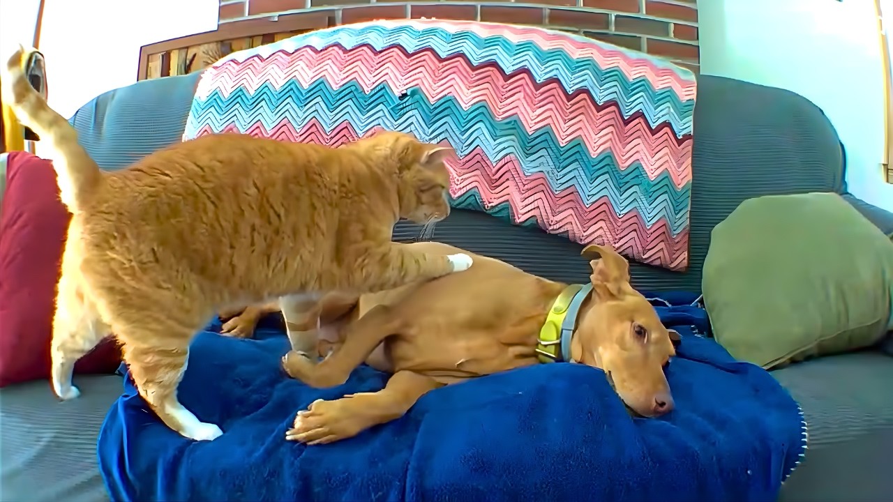 The Family Left for the Day… But the Camera Captured Something Beautiful Between Their Pets
