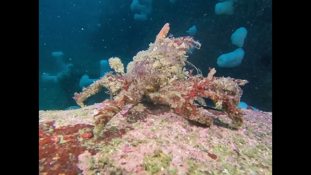 Hopkins Reef, Mount Chetron, Monterey Bay December 21st, 2025.