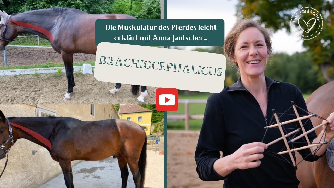 Musculus brachiocephalicus - Pferdeanatomie - Anna Jantscher erklärt...