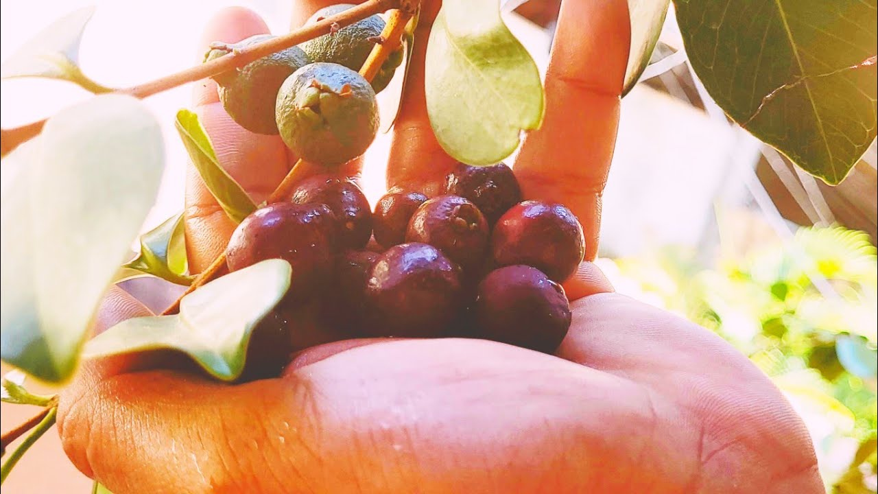 Primeira Colheita e Degustação de Araçá Úna, Araçá Roxo