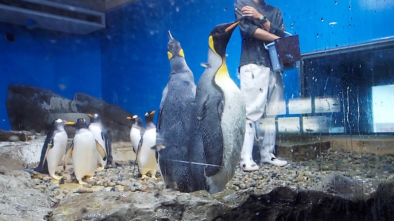 ごはんを嫌がって逃げ回るキングペンギン 南知多ビーチランド