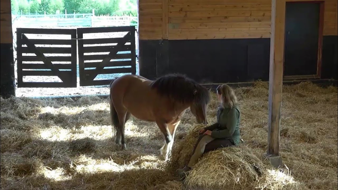 Connecting with a compliant but not comfortable horse