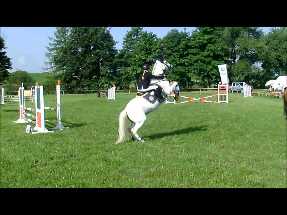 *..Freundschaft..*   nice horse :)