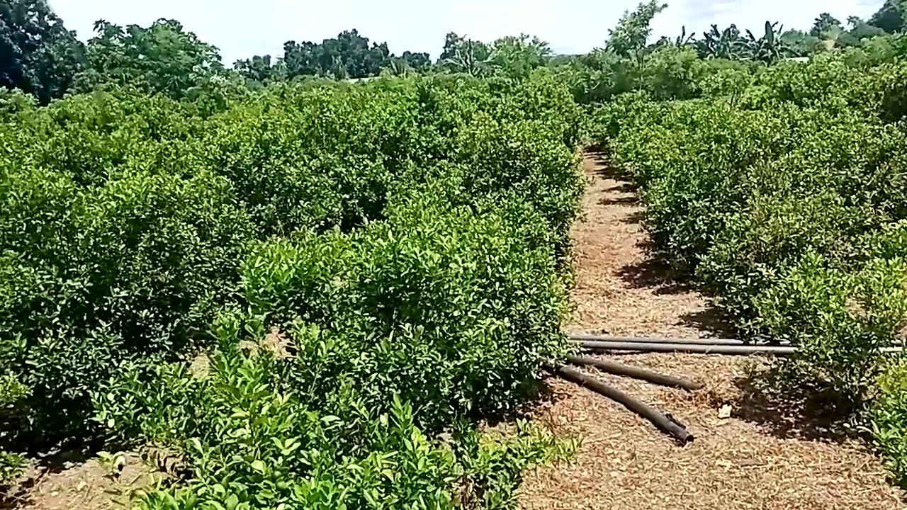 1 Hectare Calamansi Farm