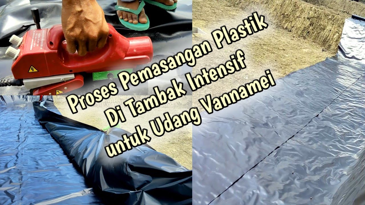 Proses pemasangan Plastik Pada Tambak Intensif Untuk Udang Vannamei