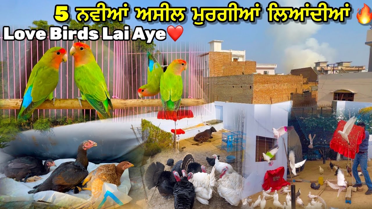 5 ਨਵੀਆਂ ਅਸੀਲ ਮੁਰਗੀਆਂ ਲਿਆਂਦੀਆਂ || Love Birds ਵੀ ਲਿਆਂਦੇ ਆਪਾਂ😍|| ਦੇਖੋ ਜੱਜ ਦੇ ਕਬੂਤਰ🕊️|| #pigeon