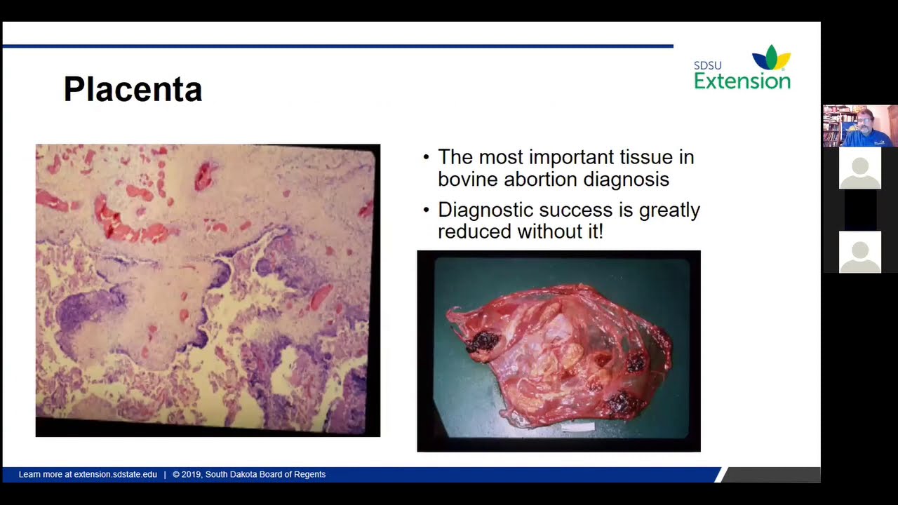 Why Do Cows Abort? Trends in Bovine Reproductive Wastage