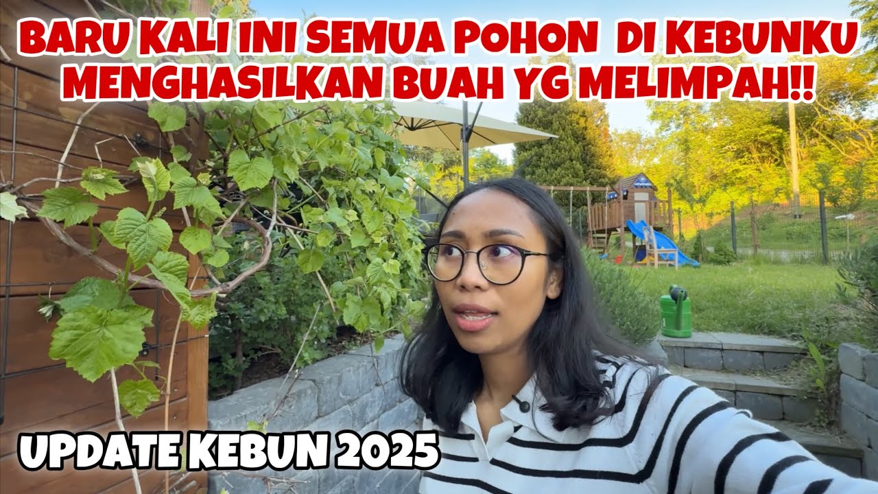 TAHUN PANEN TERBAIK, SEMUA POHON MENGHASILKAN BUAH