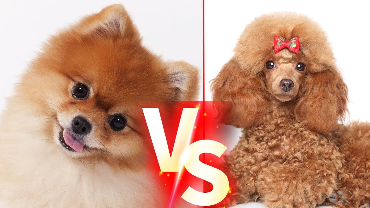 Pomeranian Vs Poodle Küçük Cins Köpekleri #pomeranian #poodle #köpek