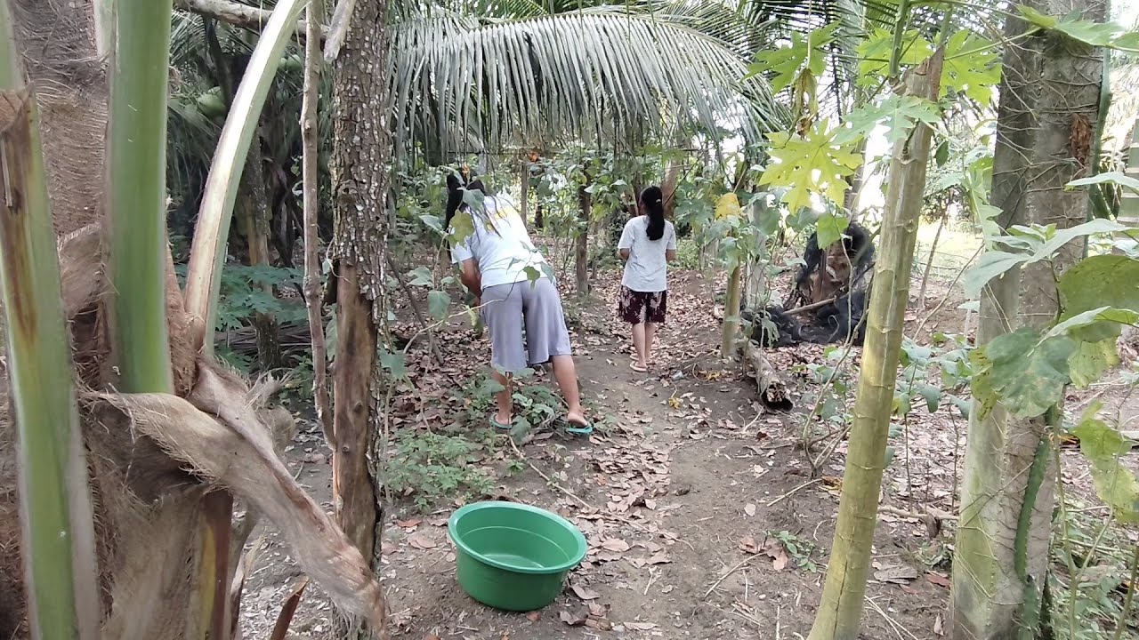 Kita pulang||Borong sayuran gratis di kebun adik ipar dengan anak gadis kami