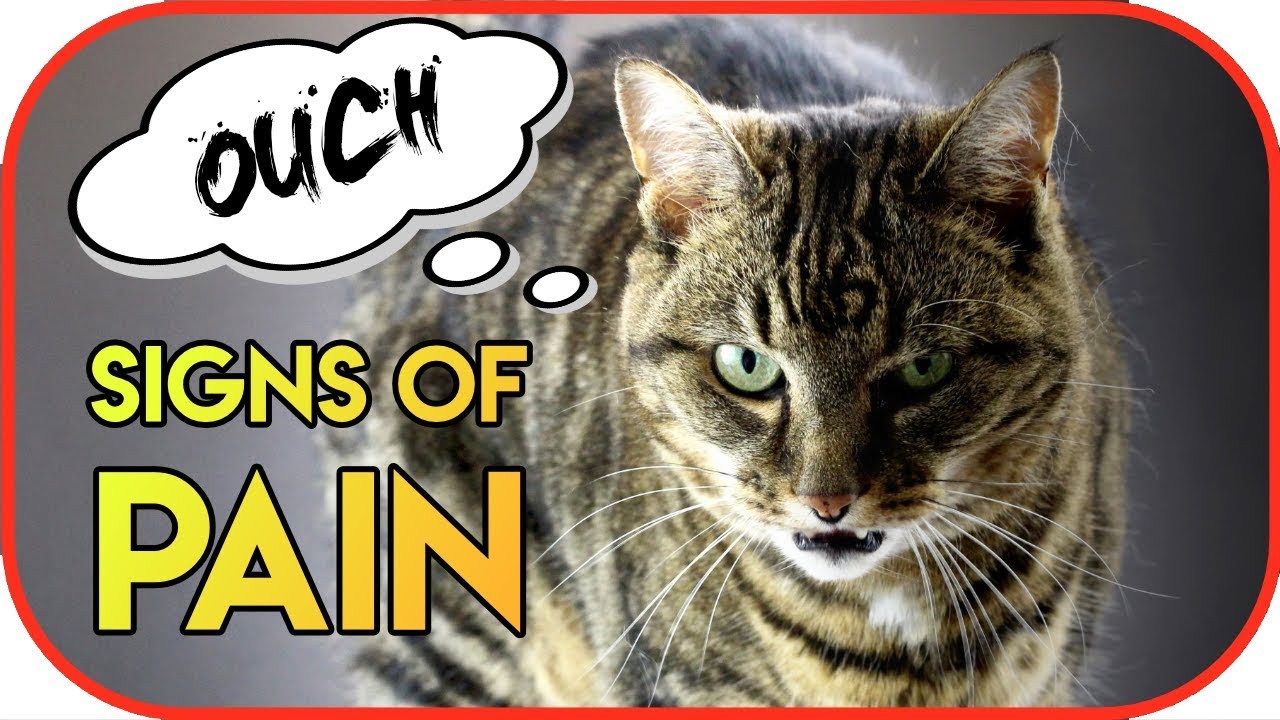 Is My Cat in Pain