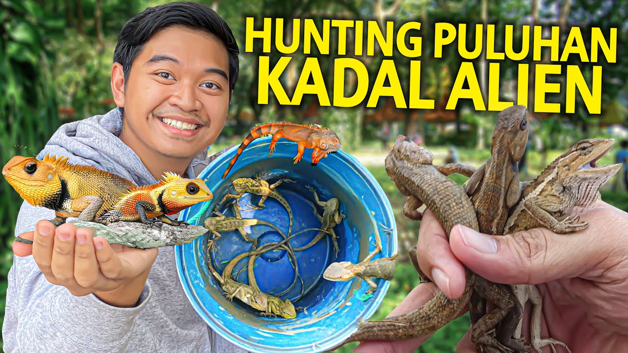 HUNTING PULUHAN KADAL ALIEN IGUANA MINI INVASIF DI KEBUN TAK BERPENGHUNI! TERNYATA BANYAK BANGET!
