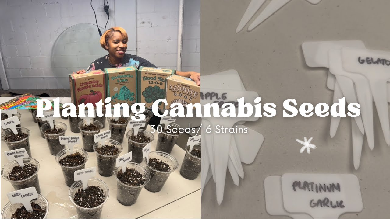 Setting Up Cannabis Grow&mdash; Super Soil and Seeds!!