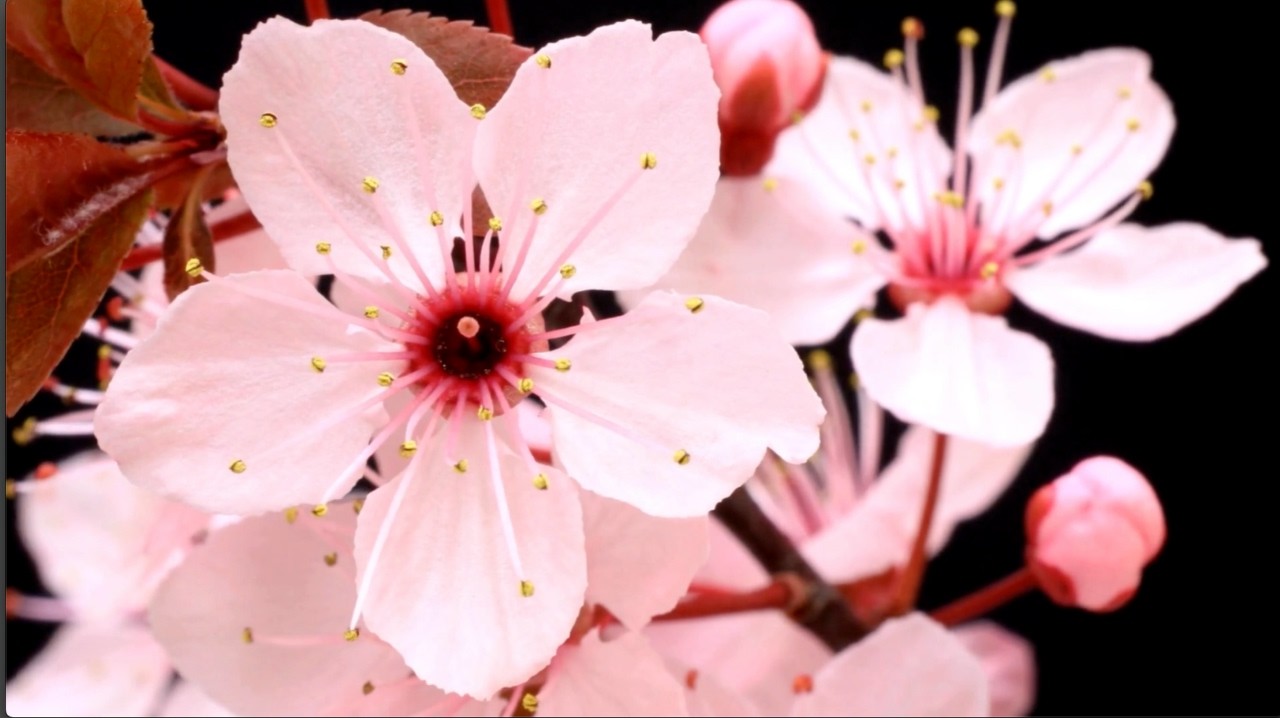 Relax, take a 12 minute break, blooming flowers (hurry up spring!)