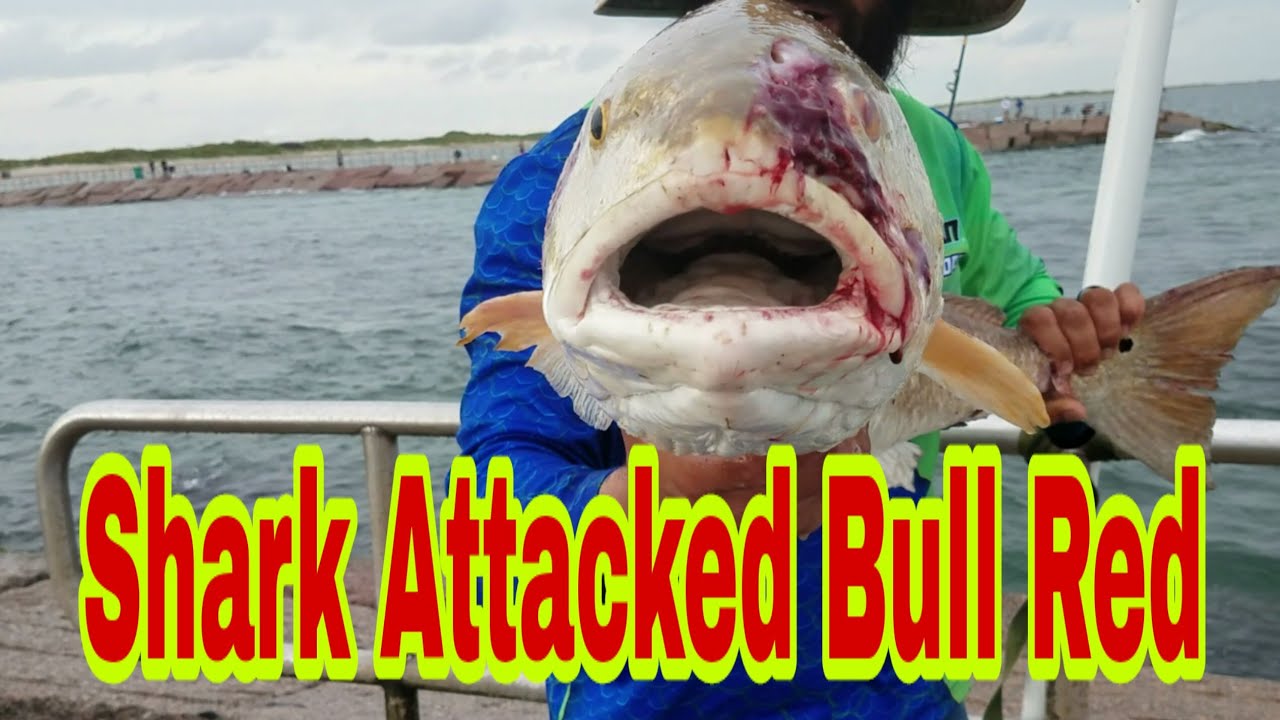 Team Hard Life Extreme Jetties Fishing Redfish action goes off charts most satisfying most calming